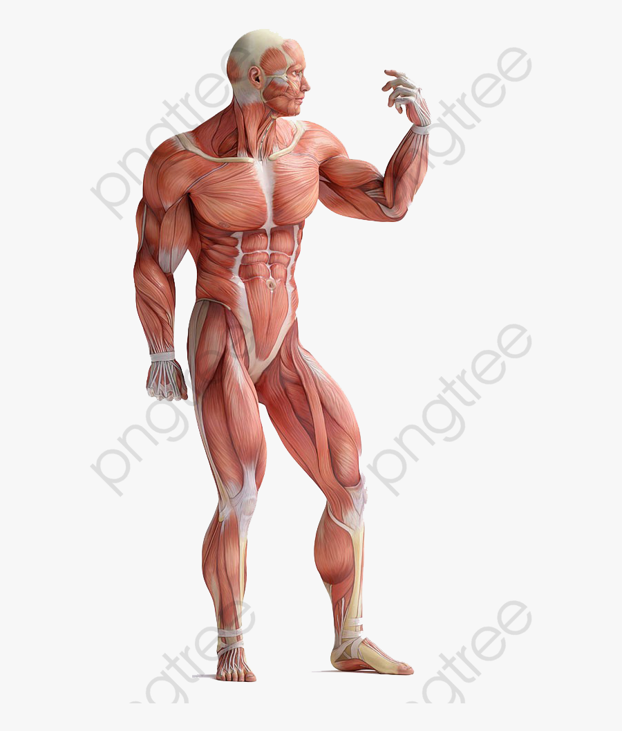 Muscle Body Anatomy Hd Buckle Material, Muscle Clipart, - Hình Giải Phẫu Người, Transparent Clipart