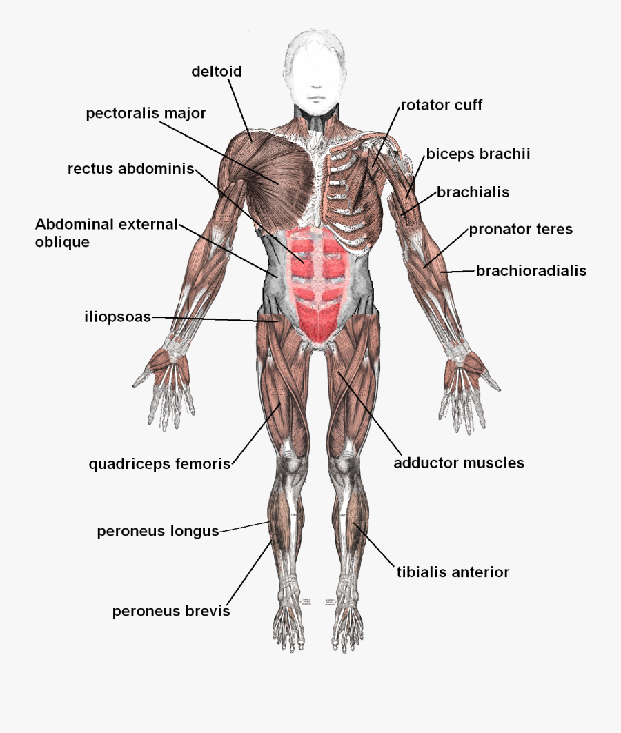 Lower Body Muscle Clipart - Skeletal And Muscular Systems, Transparent Clipart
