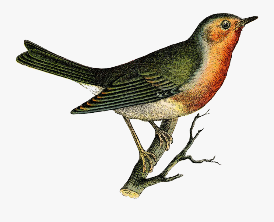 Indian Wedding Clipart Black And White - Vintage Bird Illustration Png, Transparent Clipart