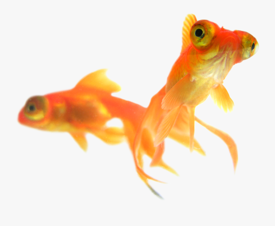 Clip Art Oranda Panda Common Goldfish, Transparent Clipart