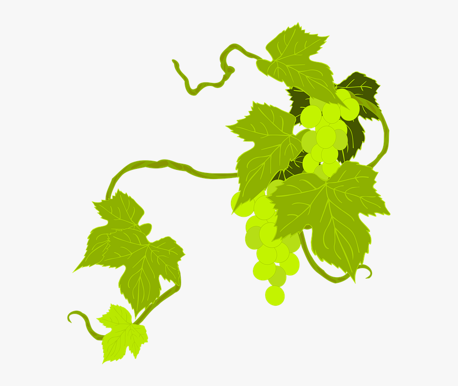Plant,leaf Vegetable,grape - Clip Art Grape Leaves, Transparent Clipart