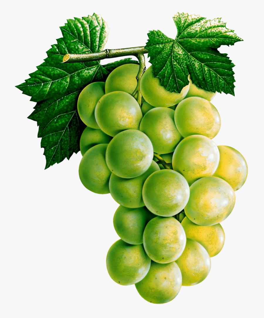 Grape Clipart Png Eleven - Grape Eleven, Transparent Clipart