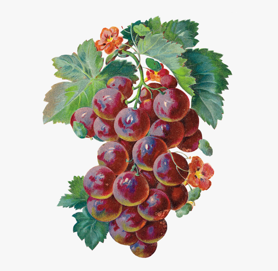 Grape Clipart Watercolor - Grape Gif, Transparent Clipart
