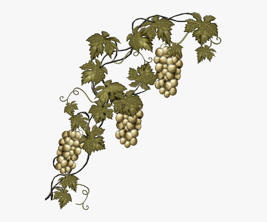 Transparent Vinyard Clipart - Clipart Grape Vine Plant, Transparent Clipart