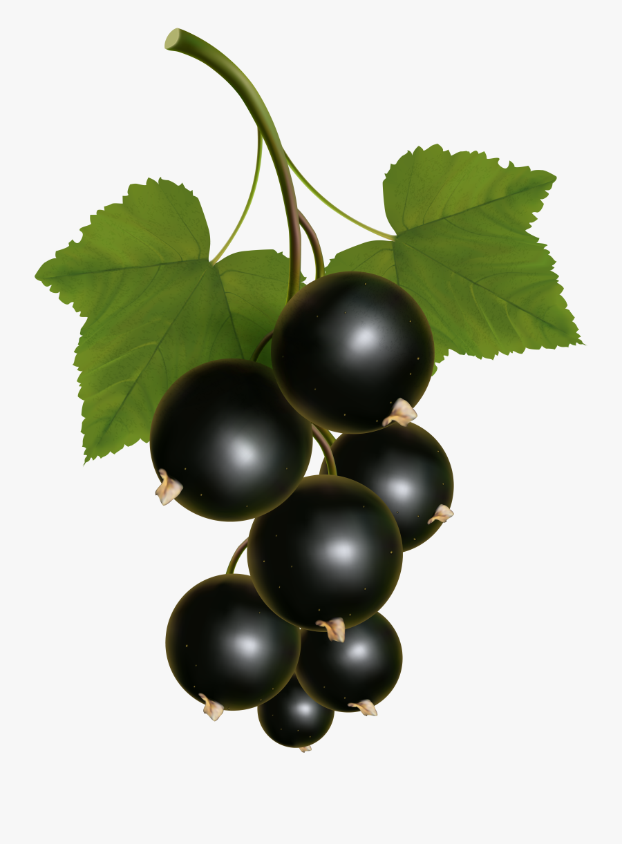 Currants Clipart Grape Vine - Png Of Grape Vines, Transparent Clipart