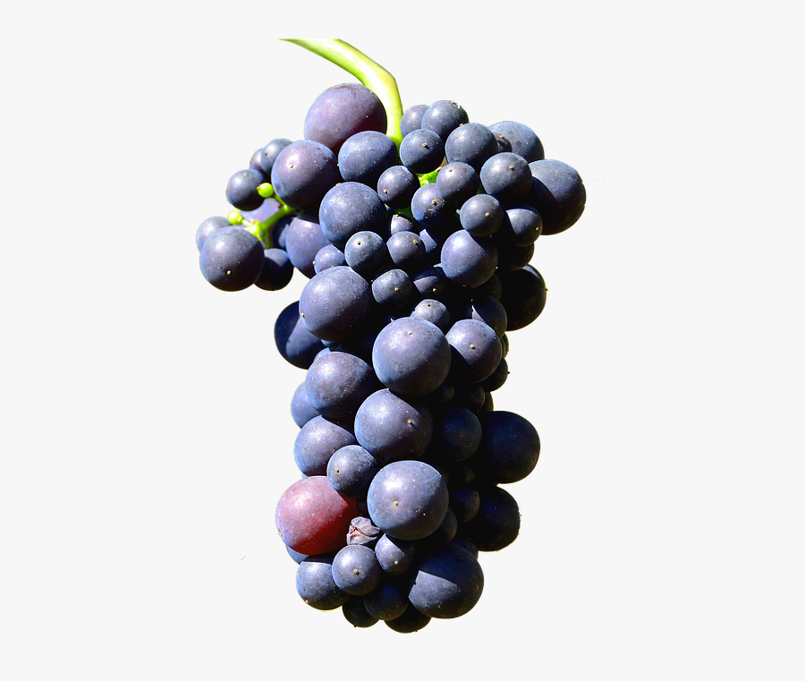 Illustration Isolated Grapes Henkel Grape - Uva .png, Transparent Clipart
