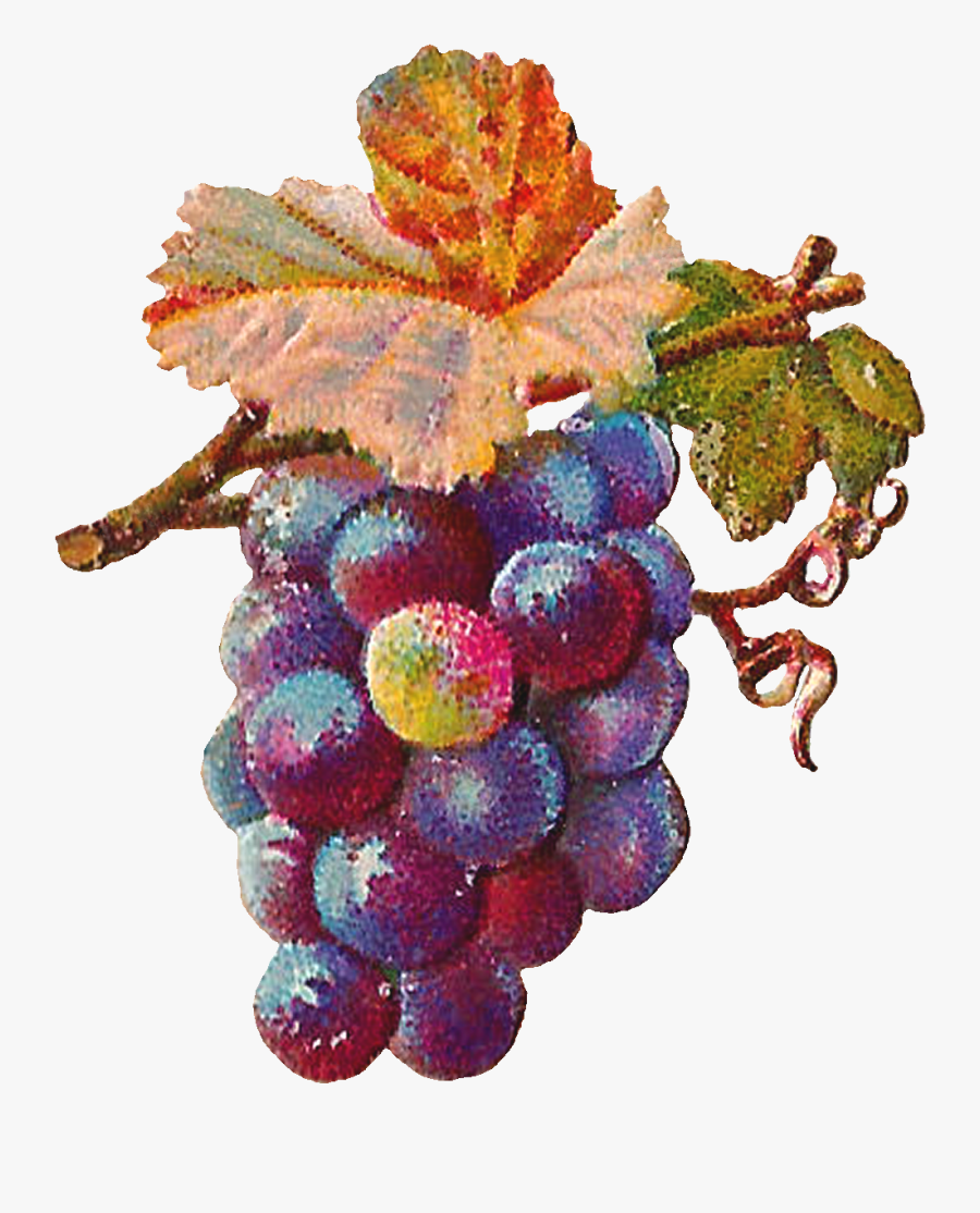Vector Freeuse Antique Images Digital Grapes - Grape Art Png, Transparent Clipart