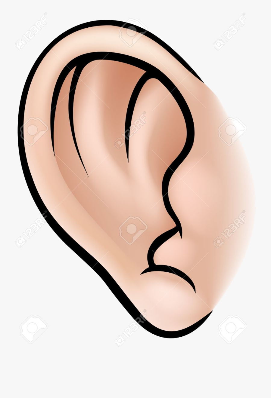 Ear An Illustration Of Human Body Part Clipart Ears - Parts Of Body Ear, Transparent Clipart