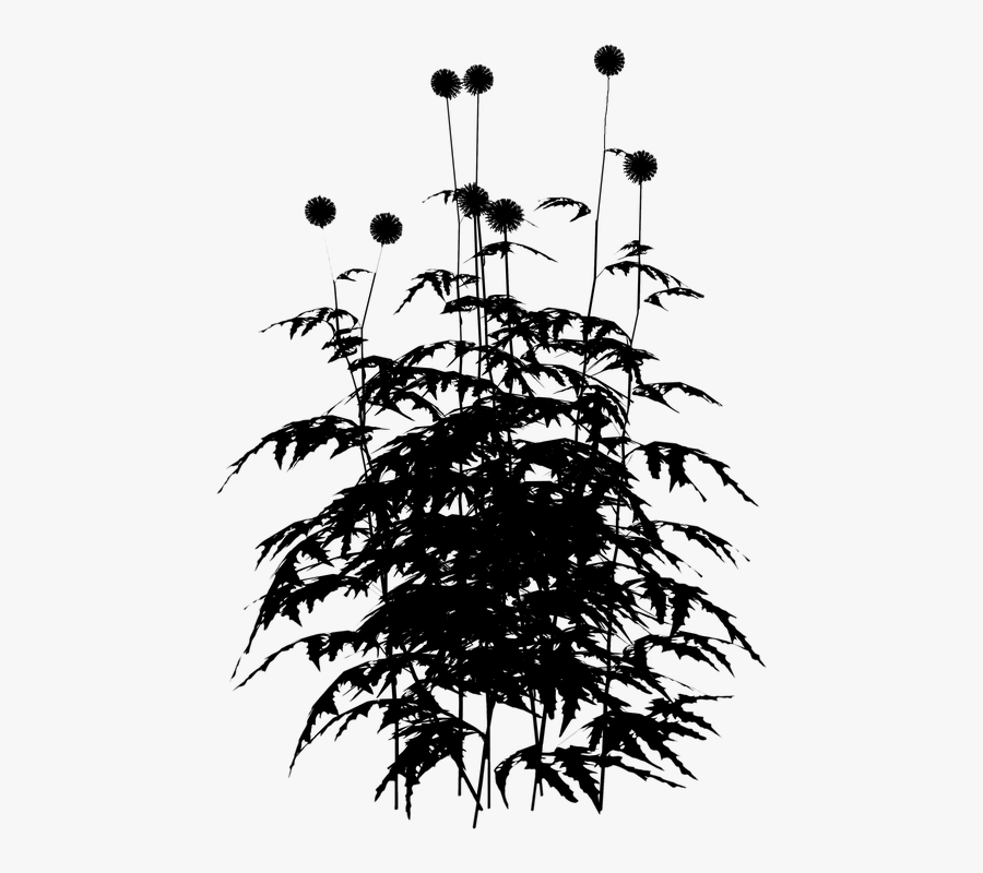 Portable Network Graphics, Transparent Clipart