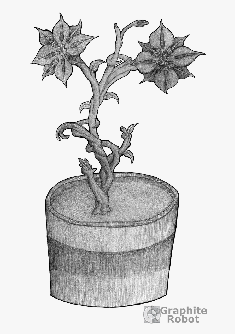 Desert Rose, Transparent Clipart