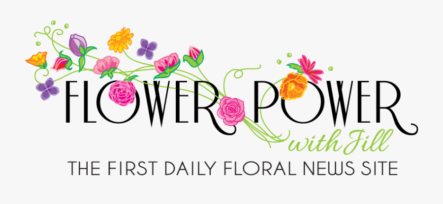 Gilliflower, Transparent Clipart