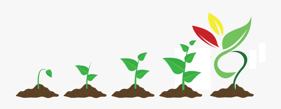 Picture, Transparent Clipart