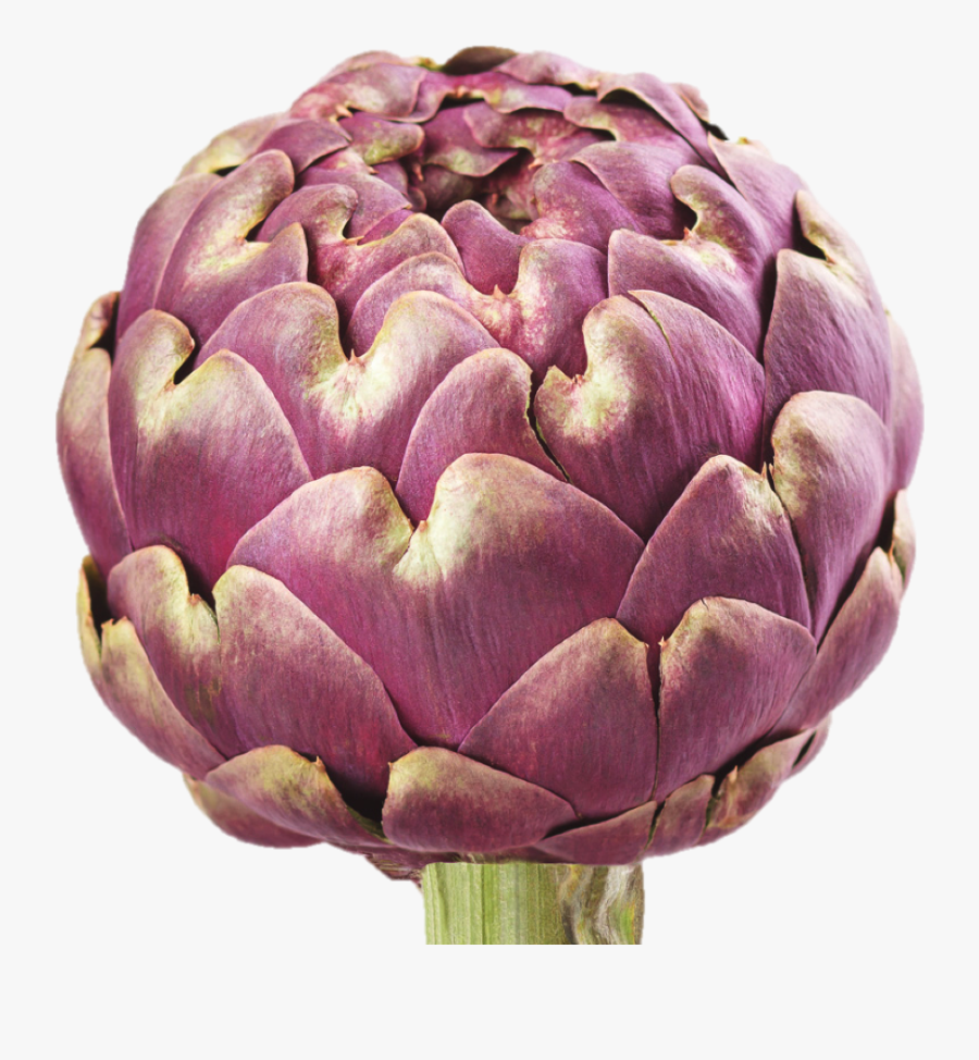 Artichoke, Transparent Clipart