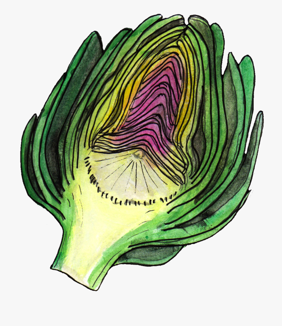 Cabbage, Transparent Clipart