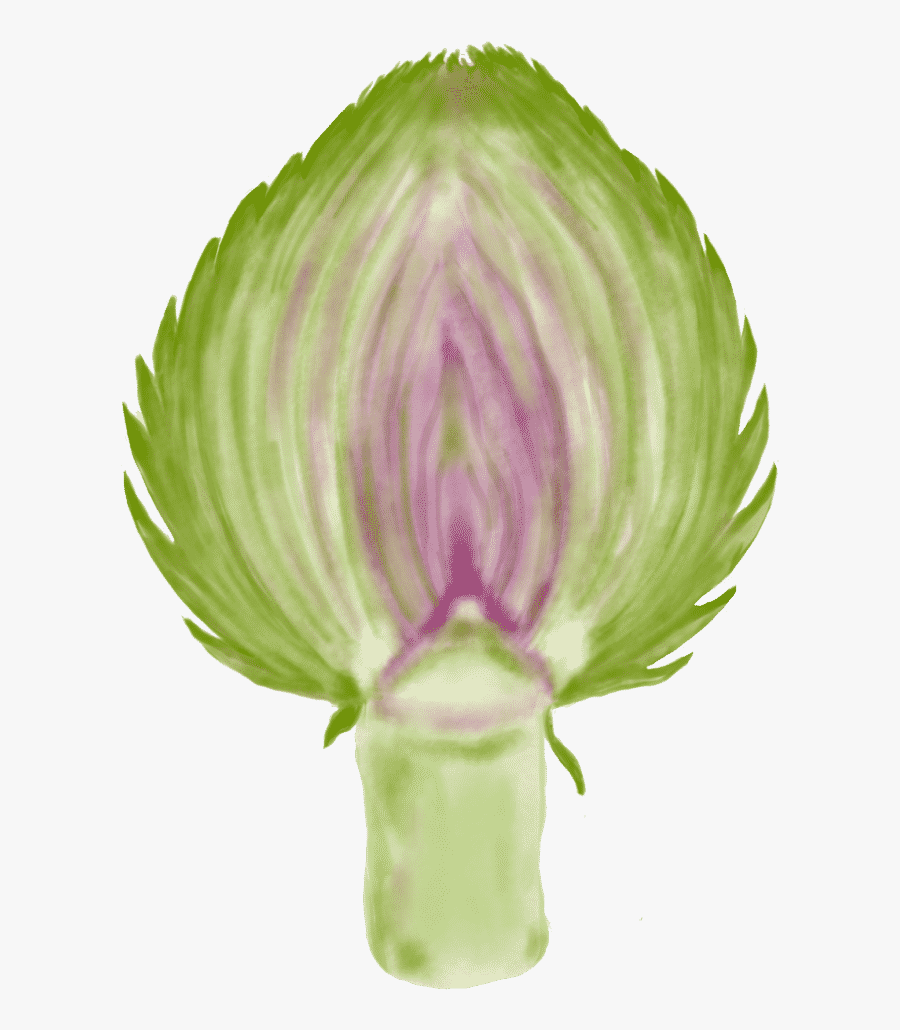 Artichoke Half - Radicchio, Transparent Clipart