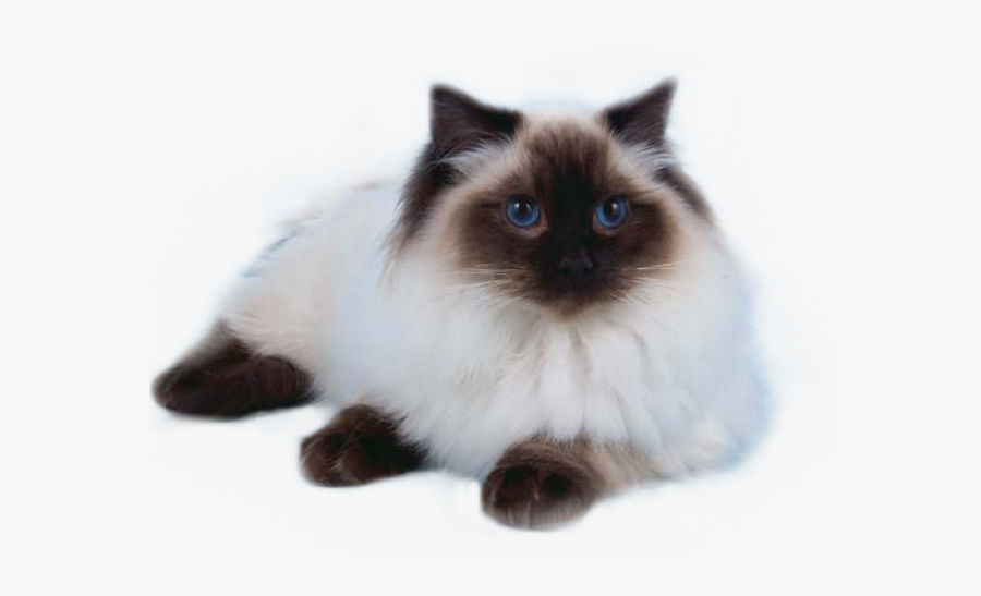 Kittens Clipart Ragdoll Cat - Balinese, Transparent Clipart