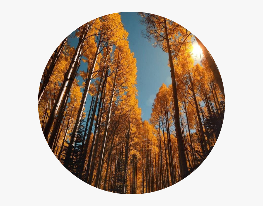 #tumblr #landscape #circle #beautiful #nature #freetoedit - Grove, Transparent Clipart
