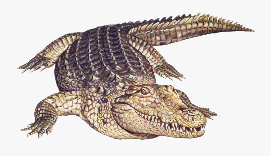 Clipart Of Crocodile, Transparent Clipart