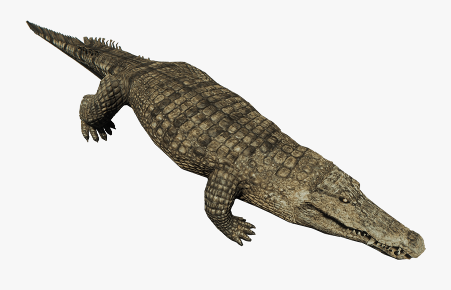 Crocodile, Transparent Clipart