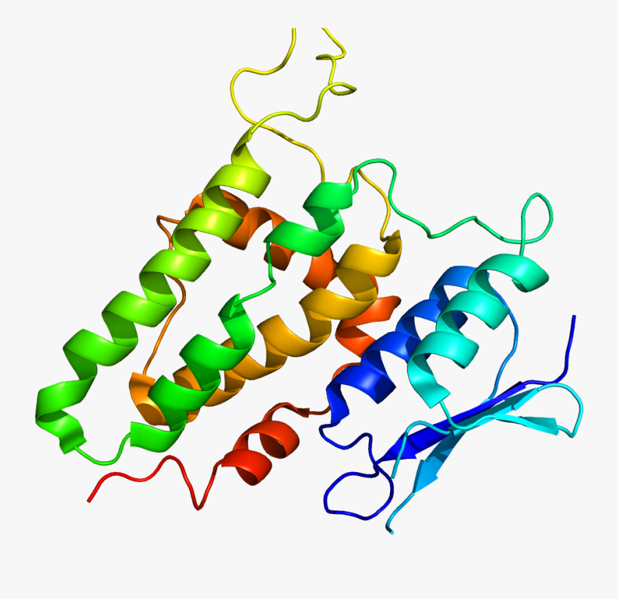 Protein Clic2 Pdb 2per, Transparent Clipart