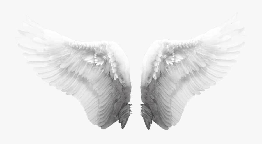 #wing #wings #fly #angel #angelwings #feder - Owl, Transparent Clipart