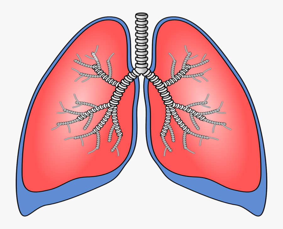 Lung Clipart, Transparent Clipart