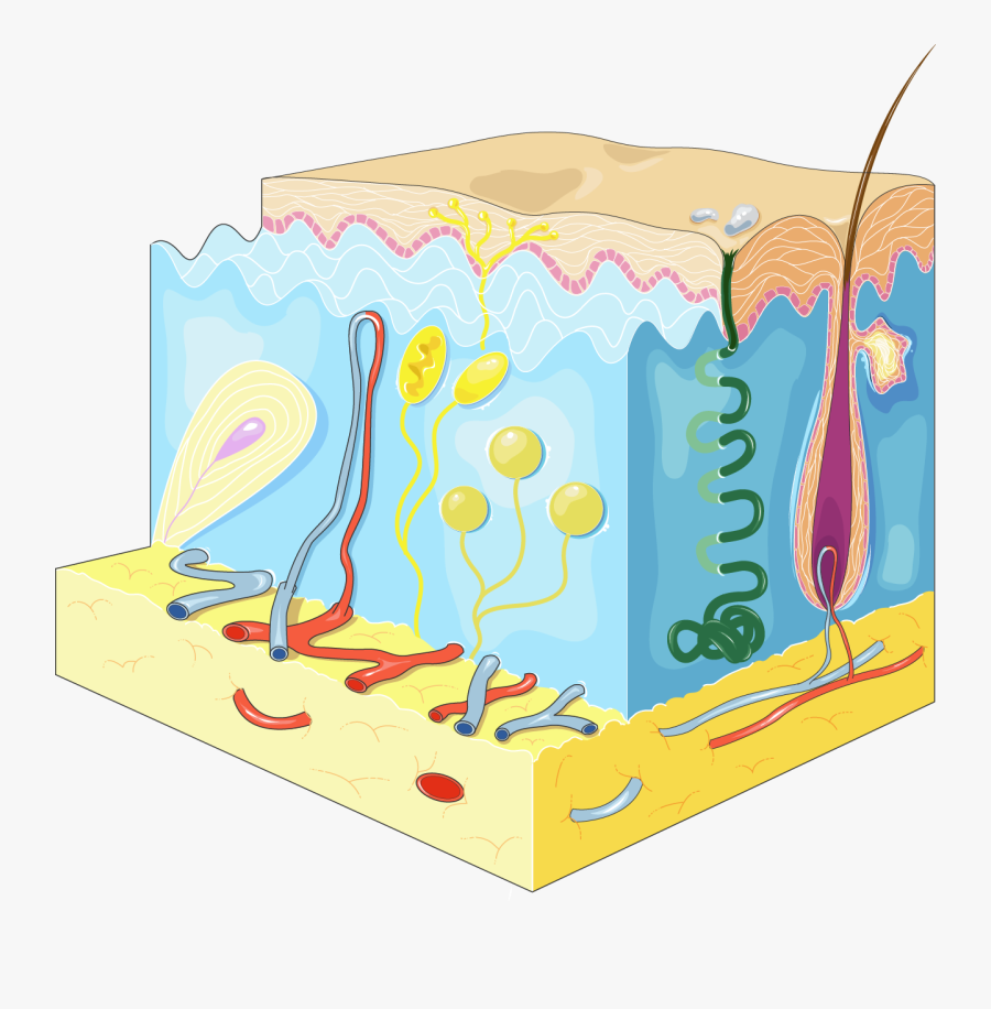 Three Nerves Found In The Skin, Transparent Clipart