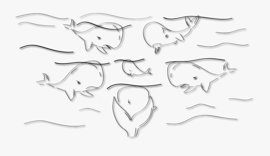 Educational Sperm Whale Dvd - Line Art, Transparent Clipart
