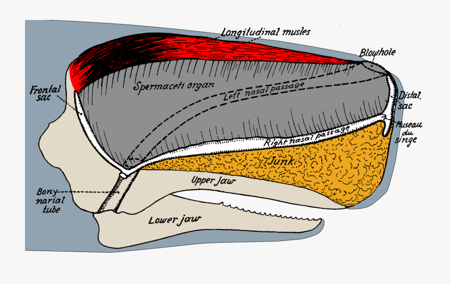 Sperm Whale Head Anatomy - Sperm Whale Skull Anatomy, Transparent Clipart