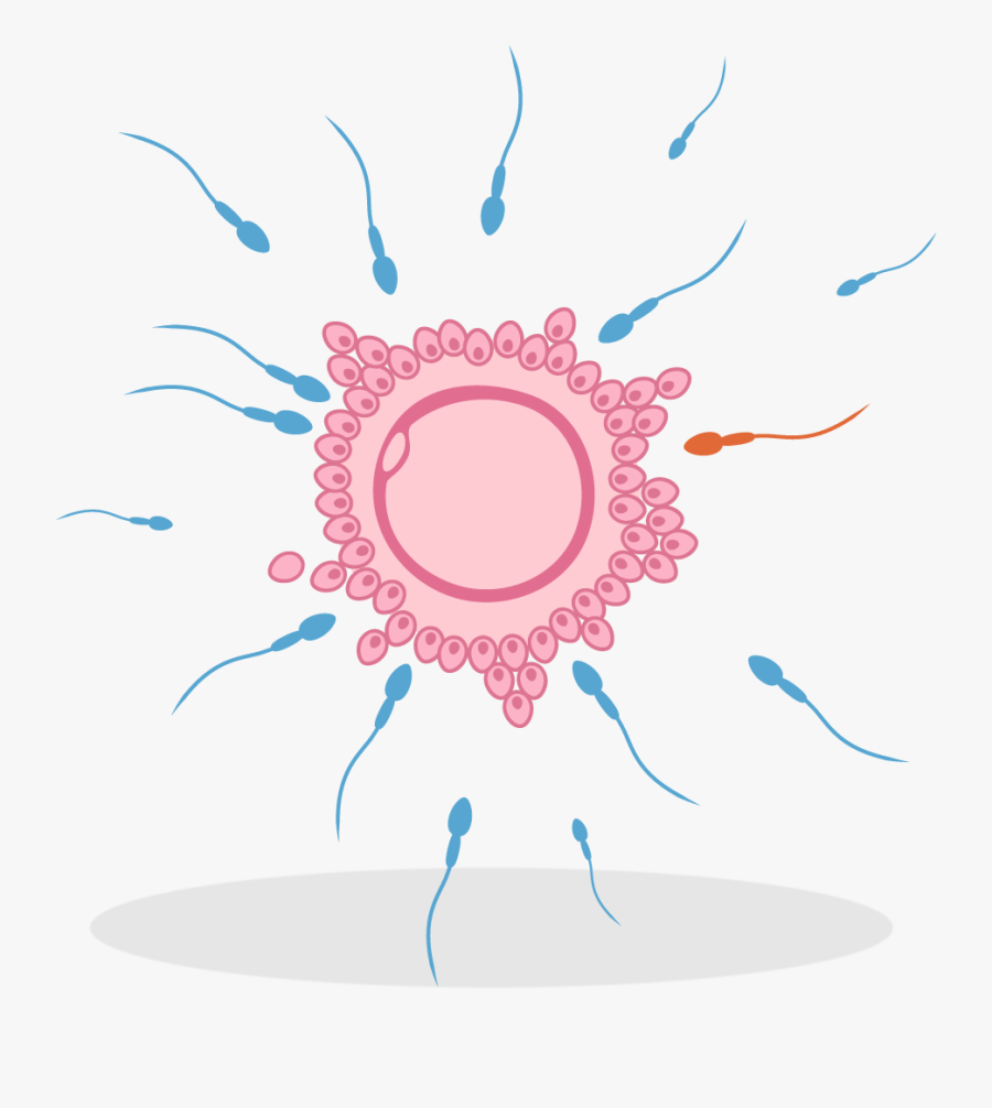 Circle, Transparent Clipart