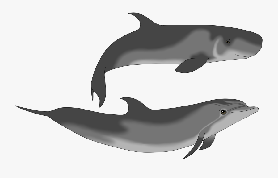 Dolphin And Sperm Whale, Transparent Clipart