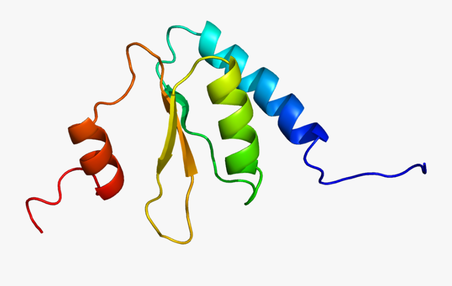 Protein Spag7 Pdb 2cpm, Transparent Clipart