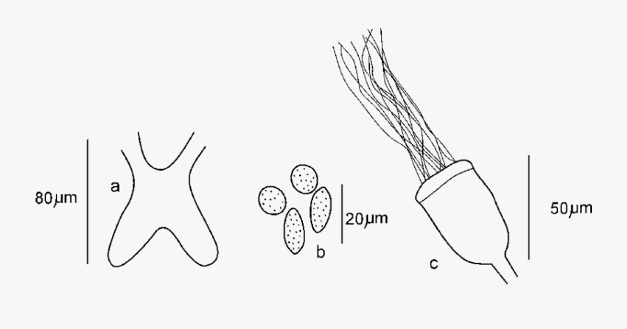 Cernosvitoviella Longiducta N - Line Art, Transparent Clipart
