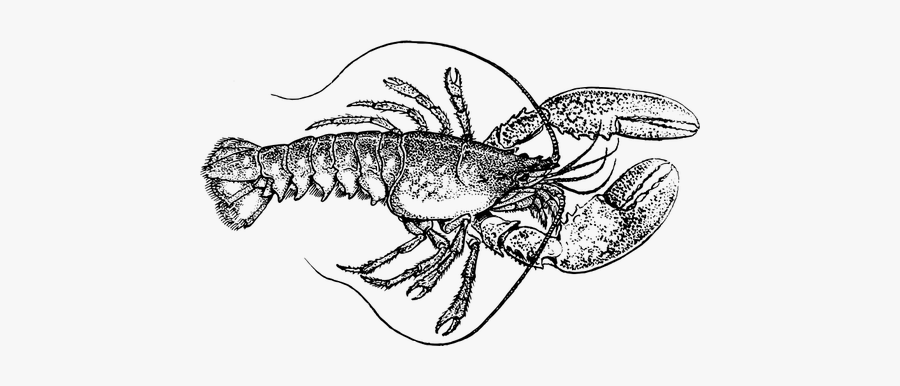 Lobster Clip Art Image - Lobster Black And White, Transparent Clipart
