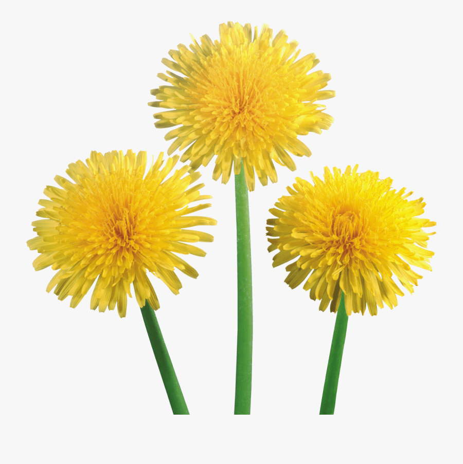 Dandelion Clipart Dandelion Seed - Dandelions Png, Transparent Clipart