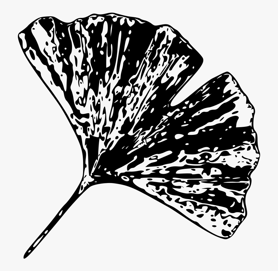 Ginkgo Leaf Clipart Black And White, Transparent Clipart