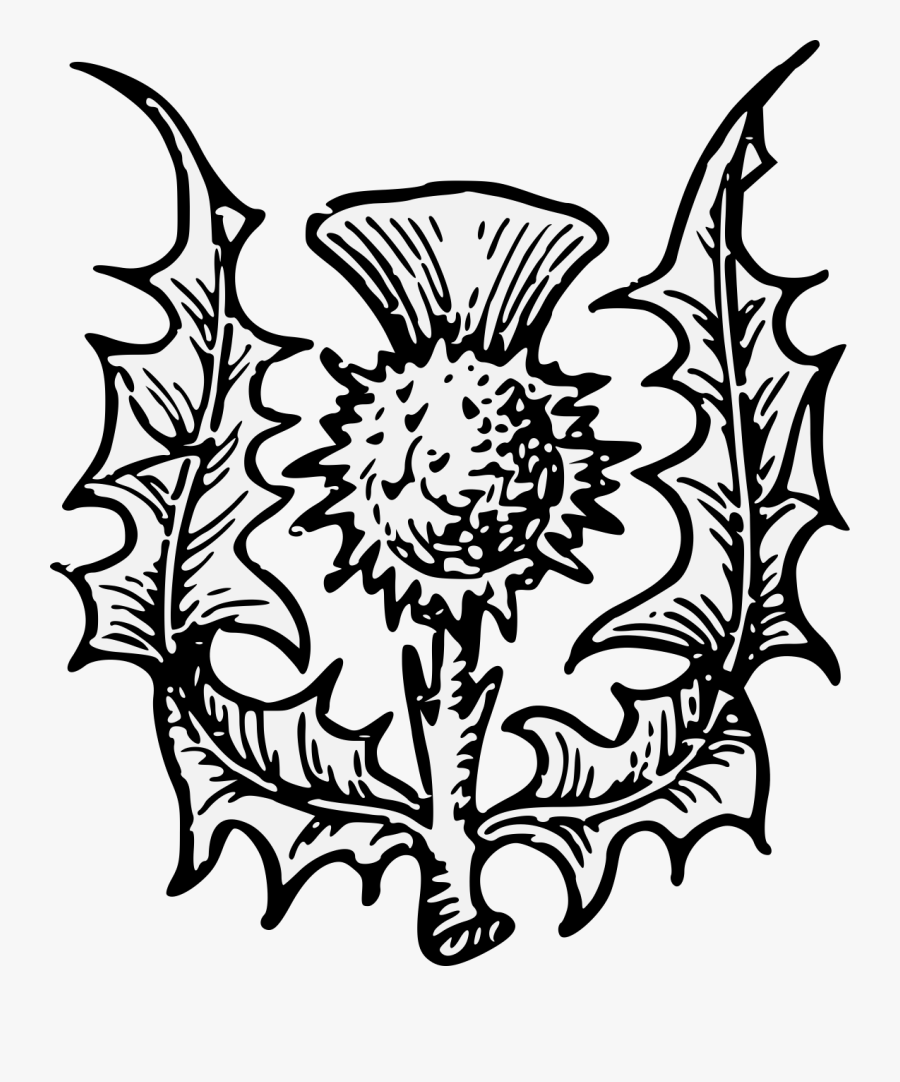 Heraldic Thistle Clipart , Png Download - Scottish Thistle, Transparent Clipart