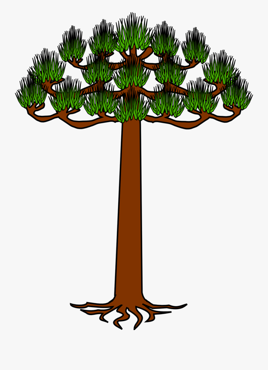 Araucaria Png, Transparent Clipart