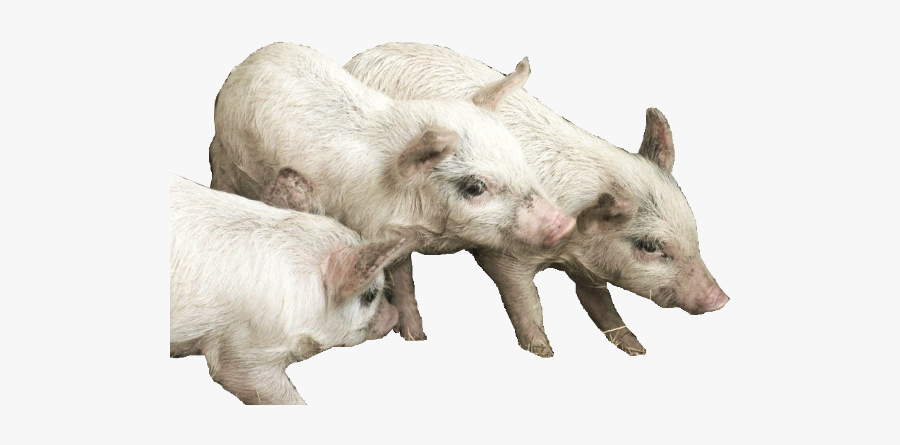 Parallel, Transparent Clipart