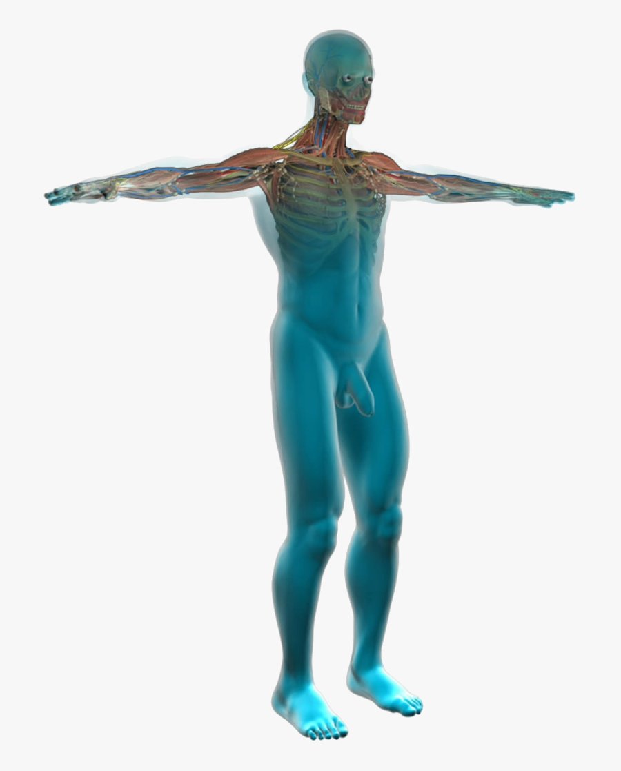 Human Anatomy - Human Body Clipart, Transparent Clipart