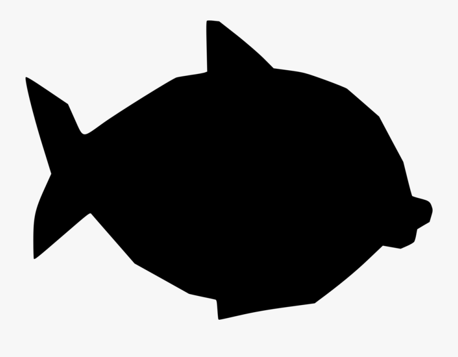 Photography, Transparent Clipart