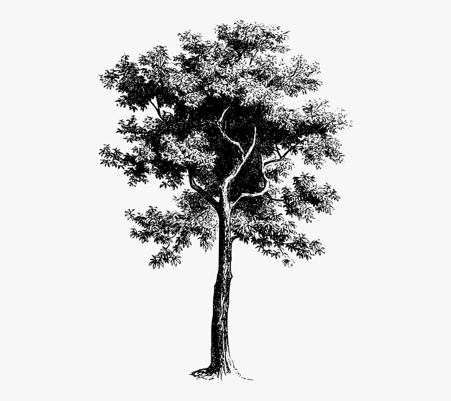 India Clipart Tree - Tree Black And White Png, Transparent Clipart