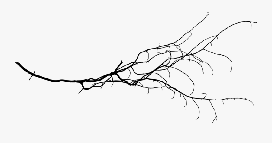 White Branch Png - Free Tree Branch Transparent, Transparent Clipart