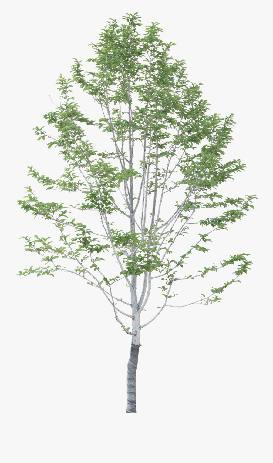 Casa Koshino Tadao Ando, Transparent Clipart