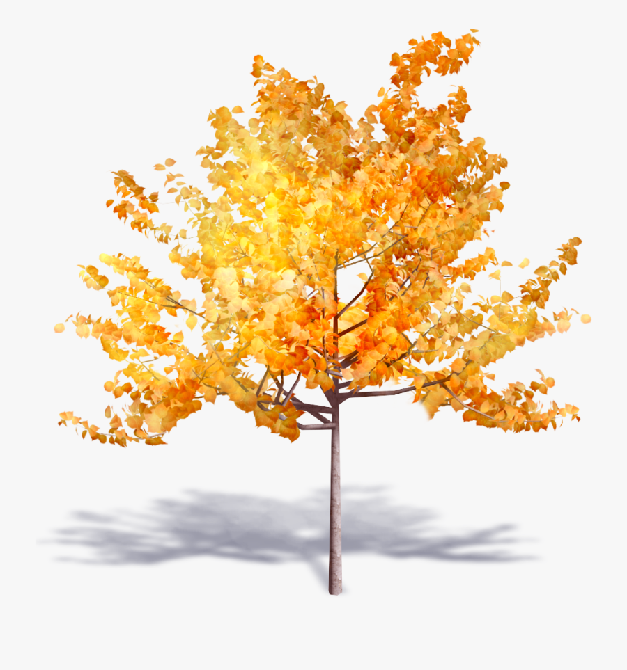 Transparent Deciduous Tree Png, Transparent Clipart