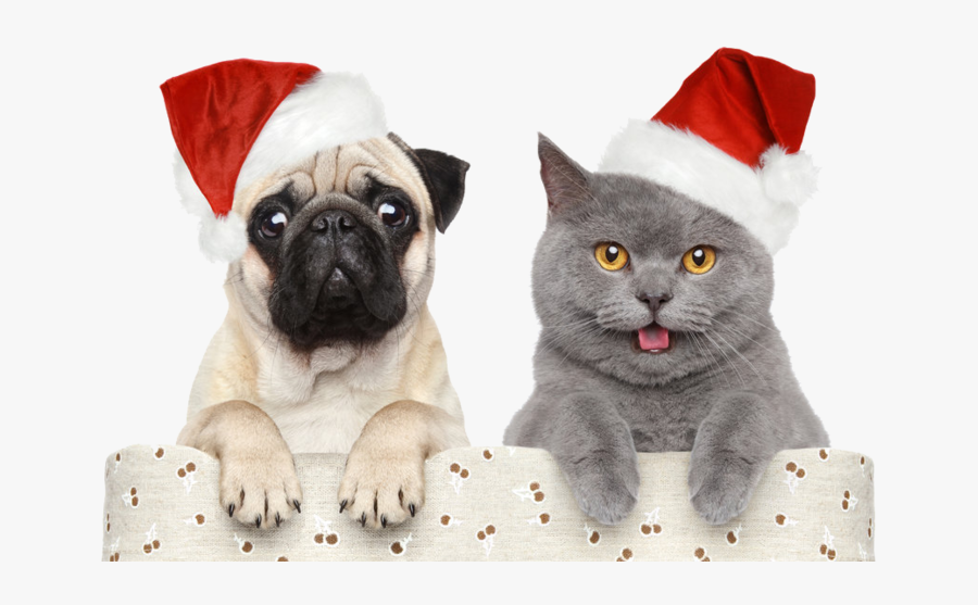 Christmas Pet, Transparent Clipart