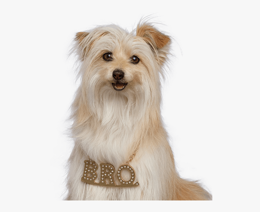 Pup Star 4 Pup Star Christmas Brody , Png Download - Puppy Star Christmas Brody, Transparent Clipart