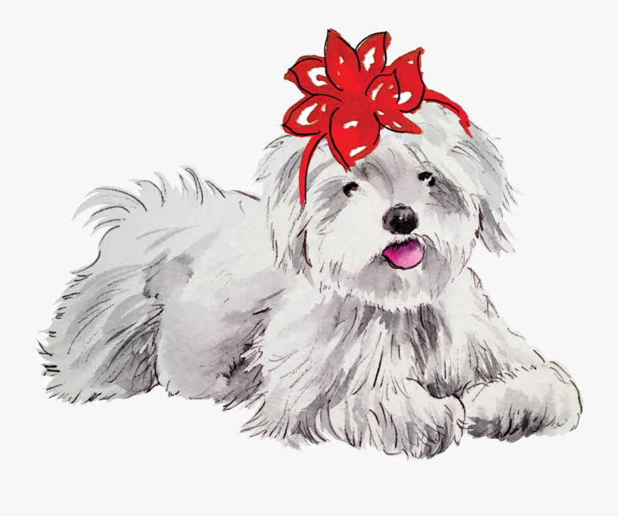 Maltese, Transparent Clipart