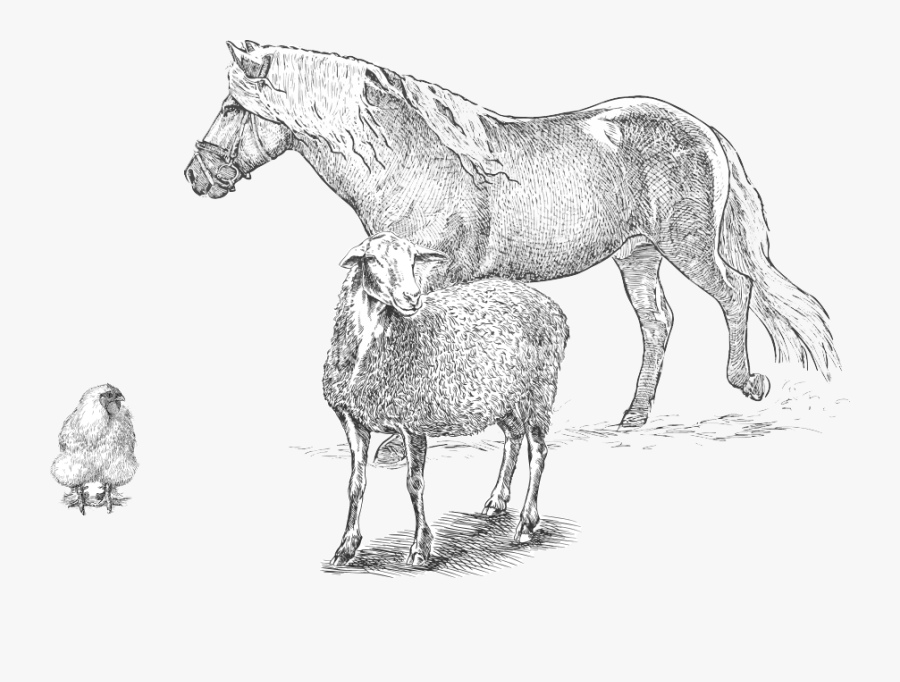 Drawing Spring Farm Animal - Mustang Horse, Transparent Clipart
