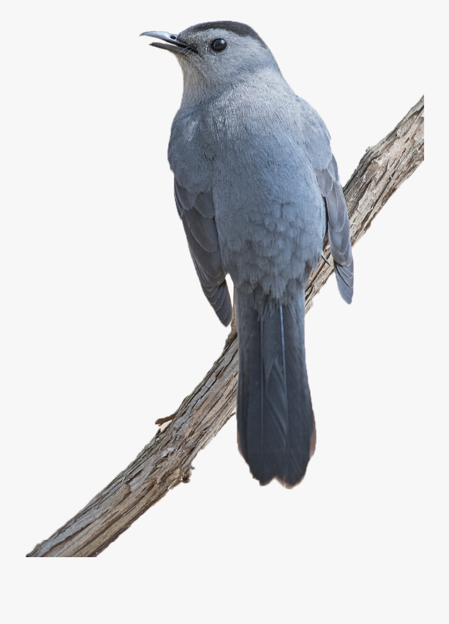 Transparent Wild Animals Png - Gray Catbird, Transparent Clipart